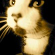 pets001