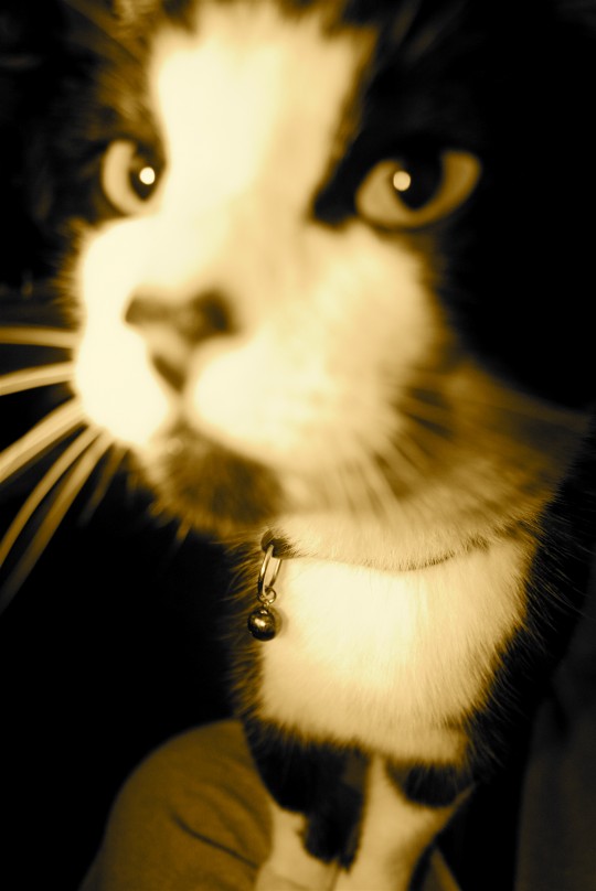 pets001