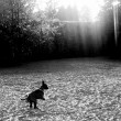 pets002