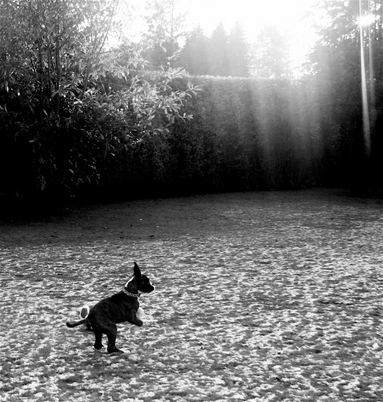 pets002