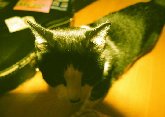 pets003