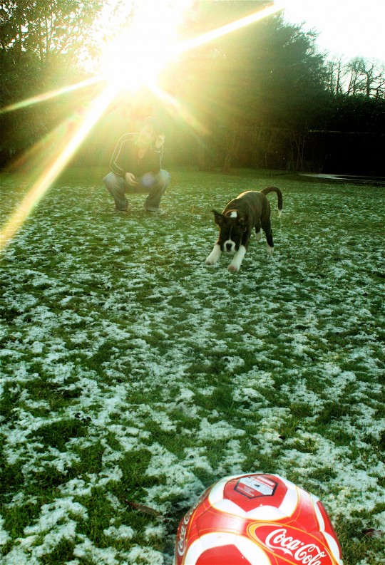 pets004
