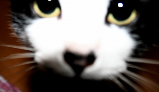 pets005