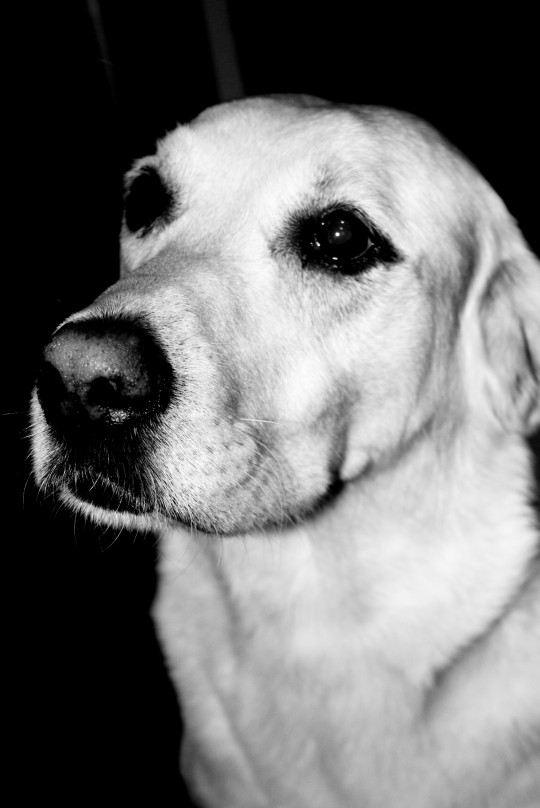 pets007
