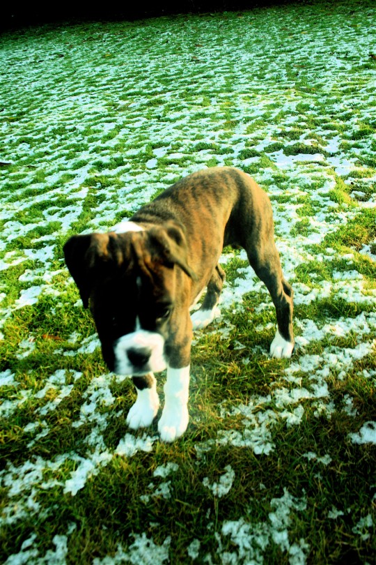 pets008