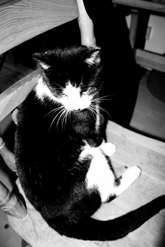 pets010
