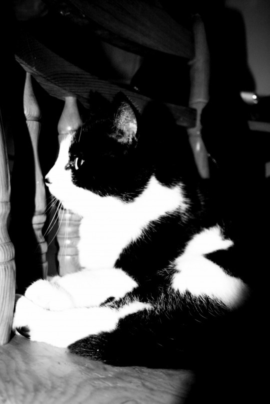 pets012