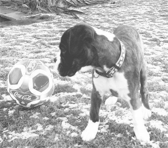 pets014