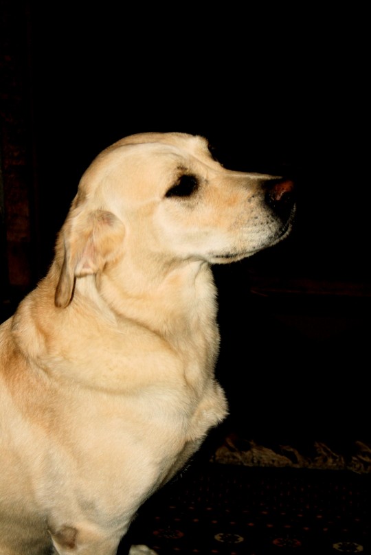 pets015