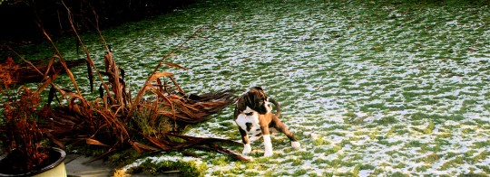pets016