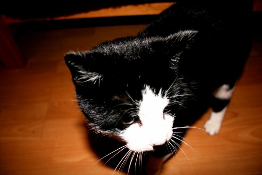 pets017