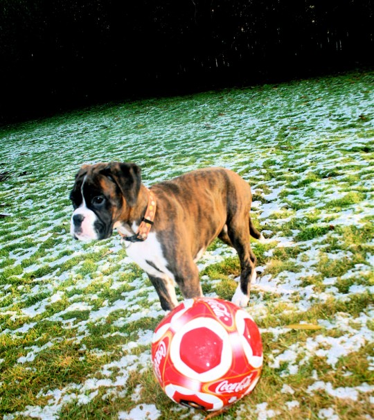 pets018